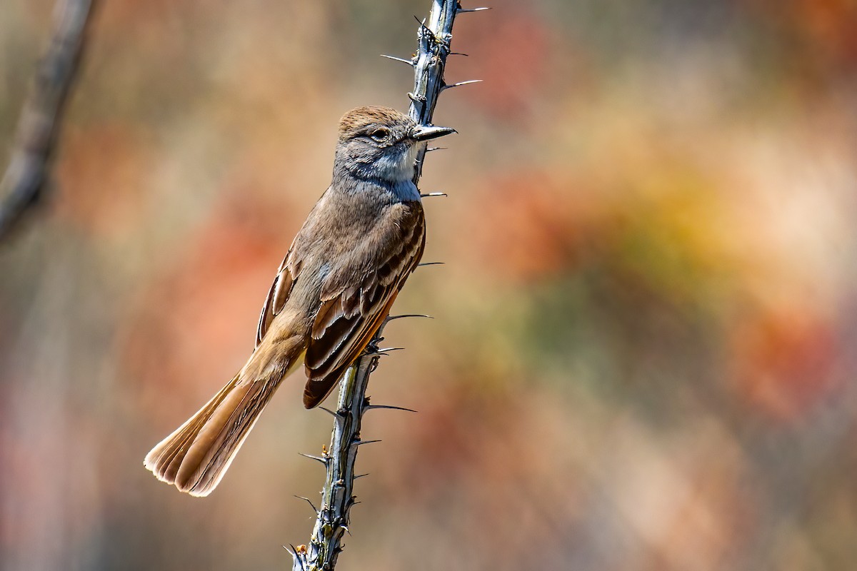 Ash-throated Flycatcher - ML646361698
