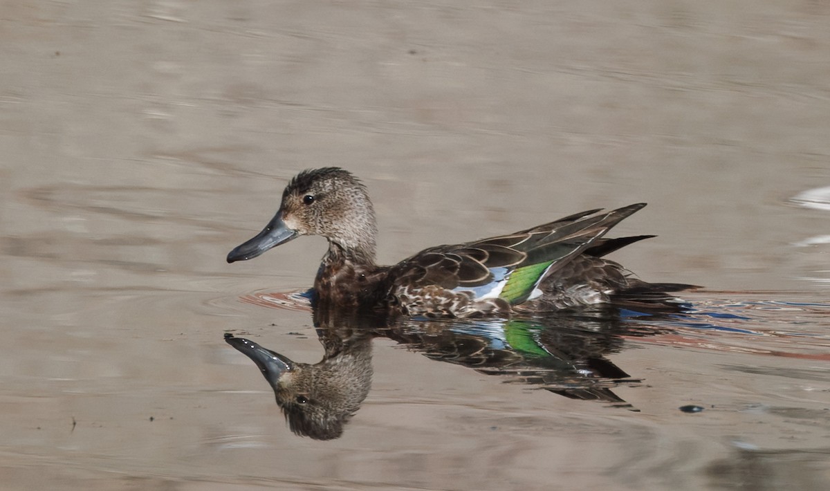 Blue-winged Teal - ML646361701