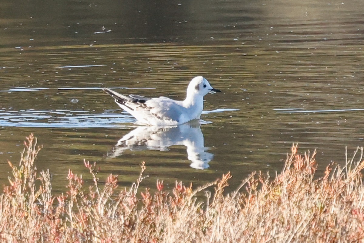 Bonaparte's Gull - ML646361704
