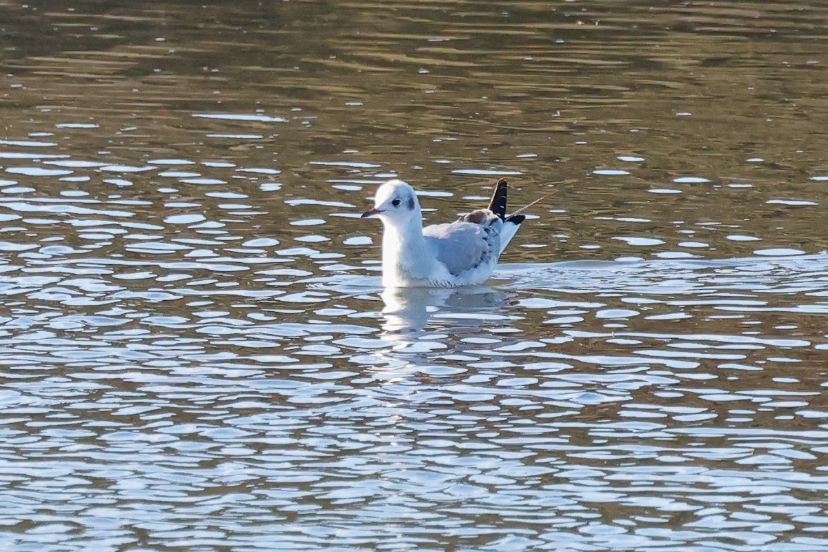 Bonaparte's Gull - ML646361705