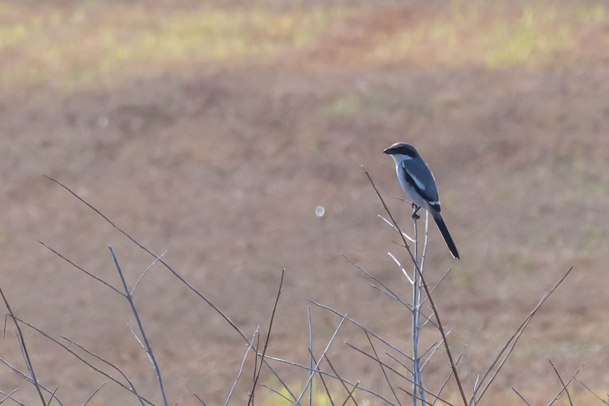 Loggerhead Shrike - ML646361713