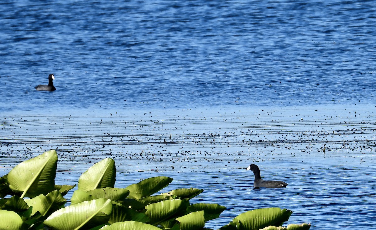 Лиска американська - ML646361718