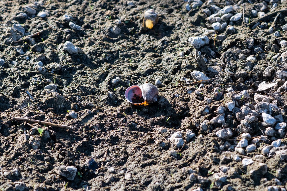 Apple Snails - ML646361719