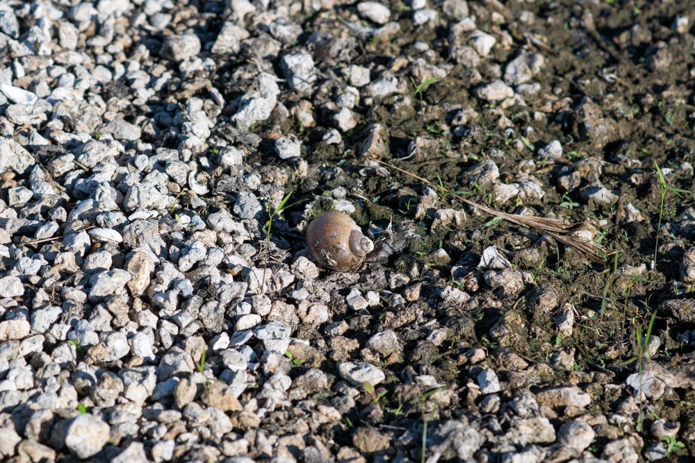 Apple Snails - ML646361720