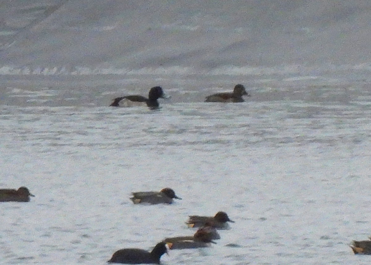 צולל צווארון - ML646361729