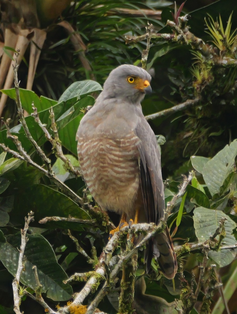 Roadside Hawk - ML646361735