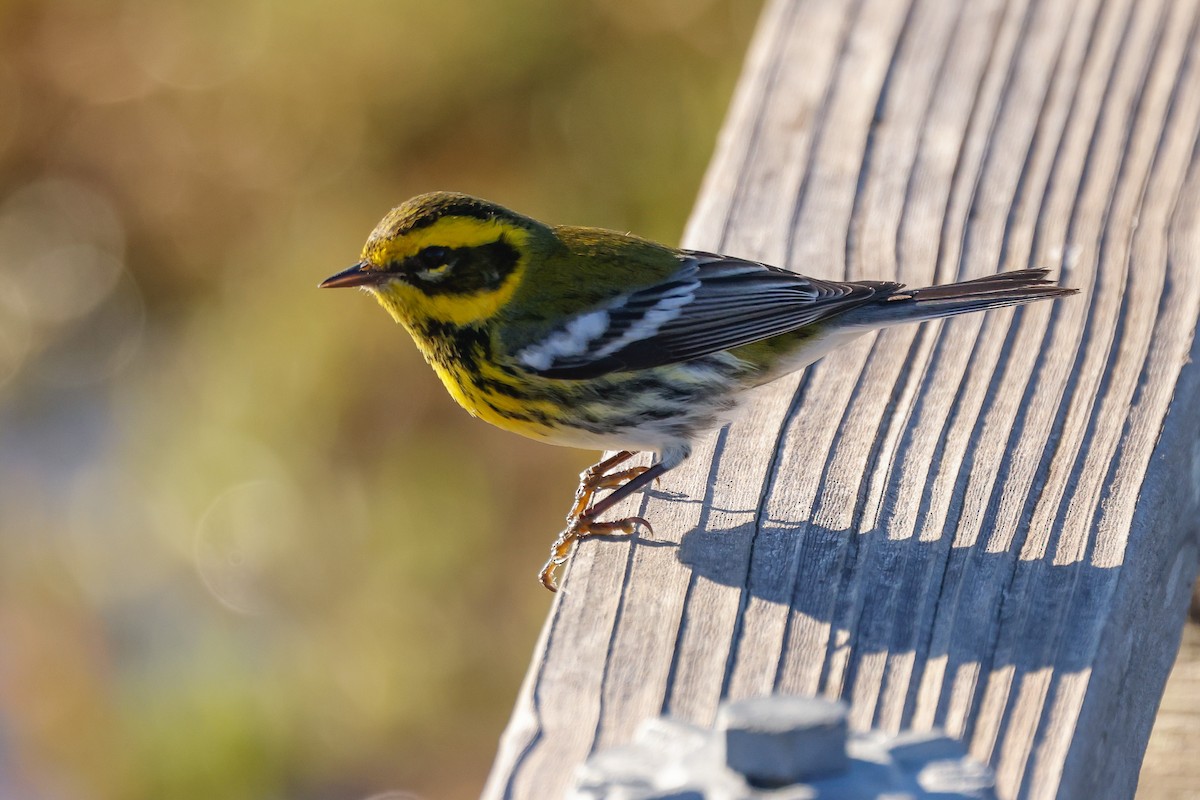 Townsend's Warbler - ML646361738