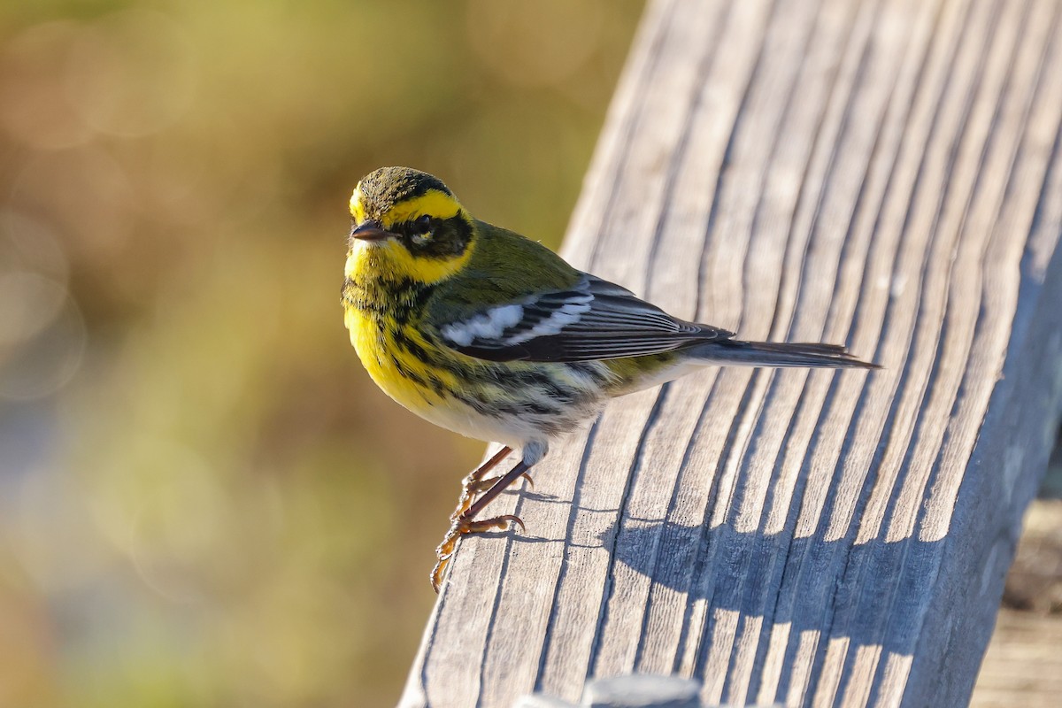Townsend's Warbler - ML646361746