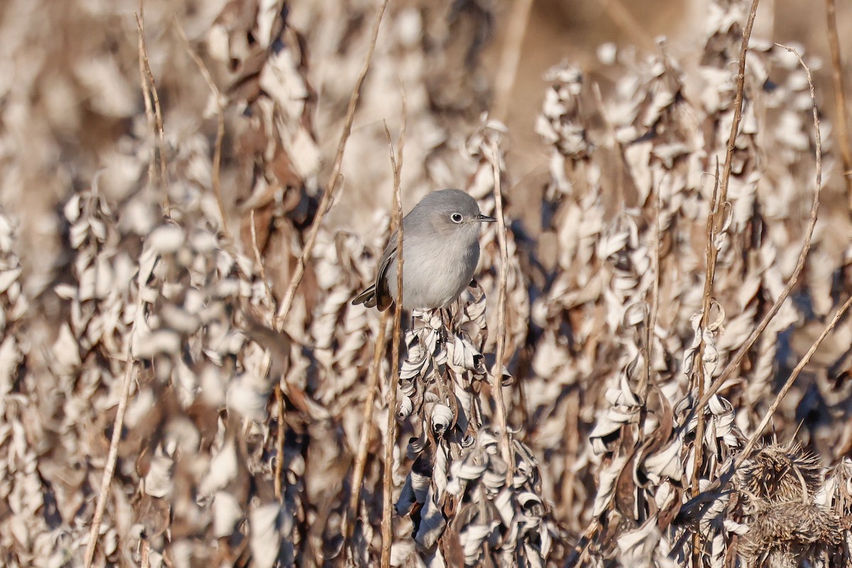 Blue-gray Gnatcatcher - ML646361753
