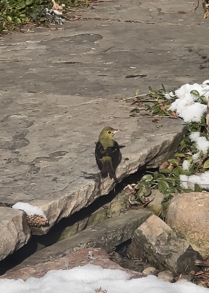 Scarlet Tanager - ML646361756