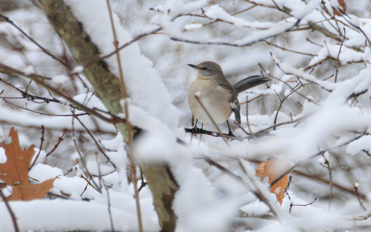 Northern Mockingbird - ML646361758