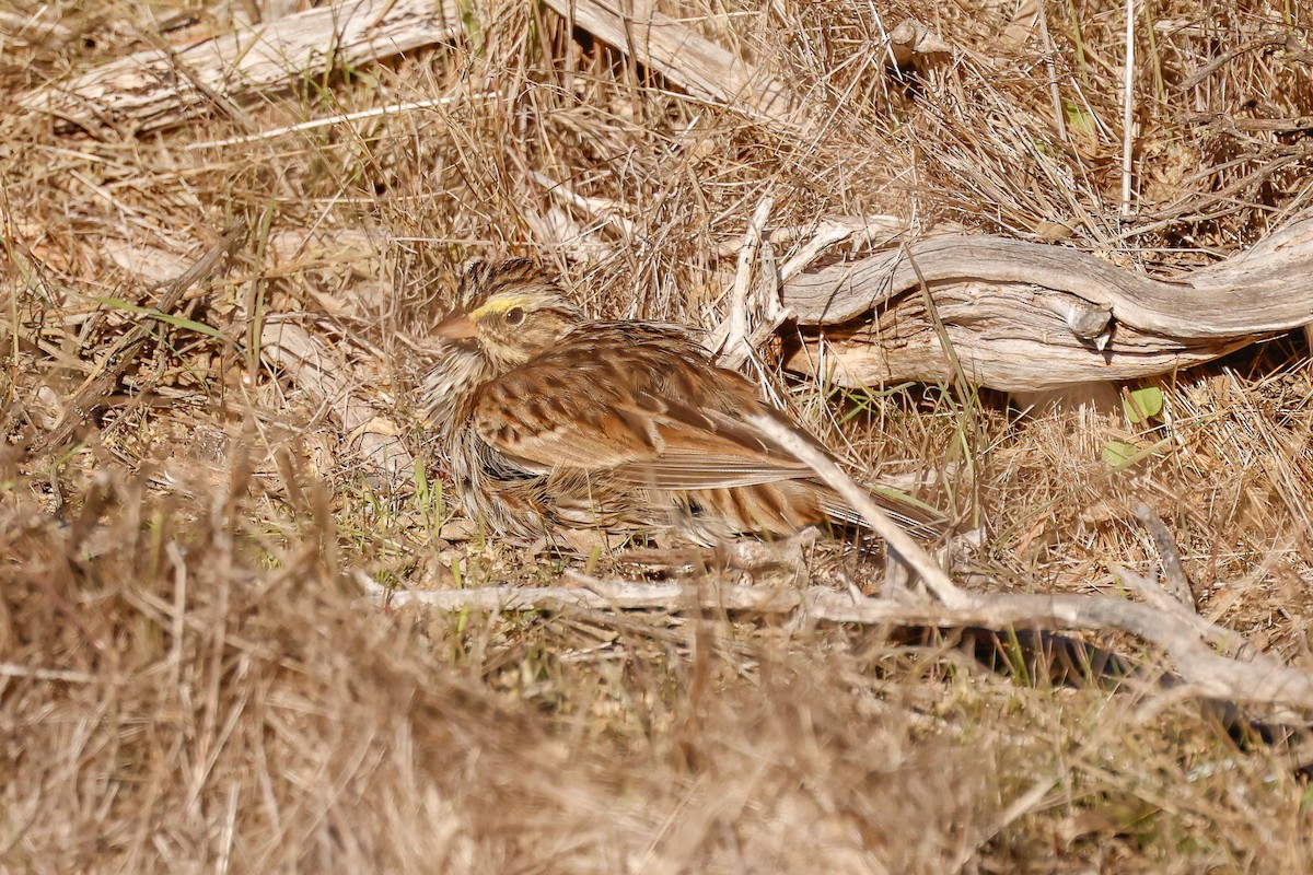 Savannah Sparrow - ML646361760