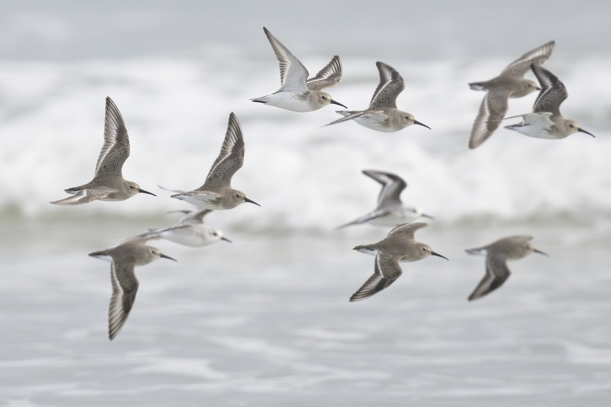 Sanderling - ML646361770