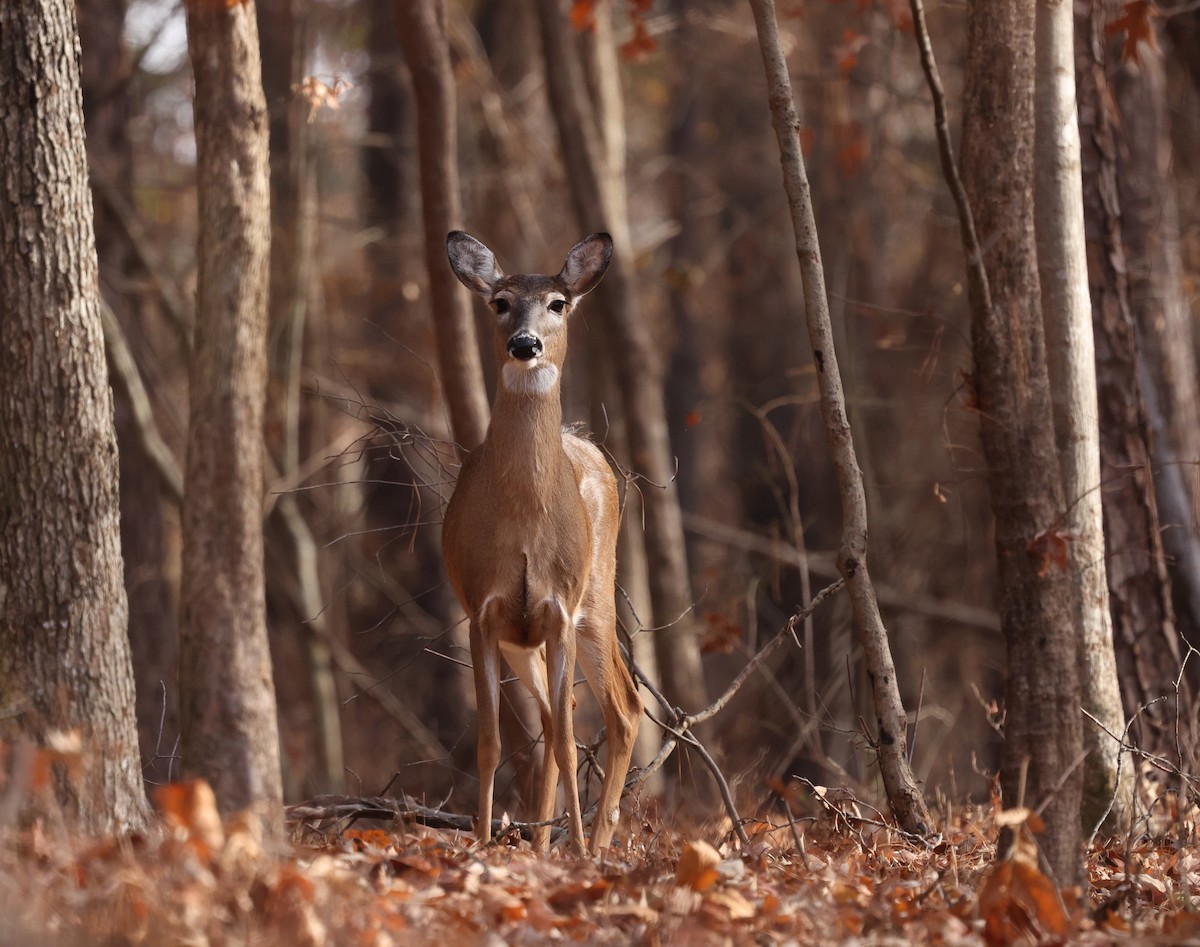 Animals - ML646361772