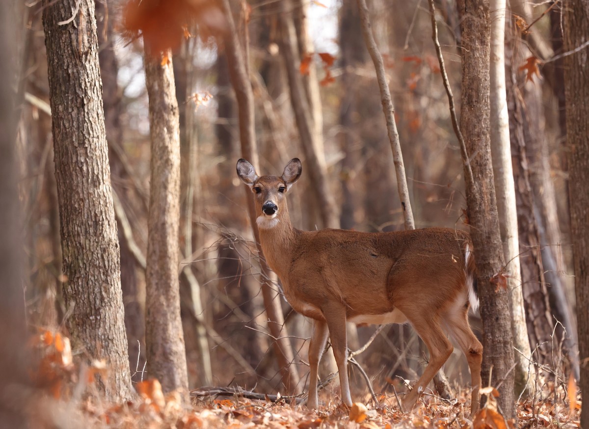 Animals - ML646361773