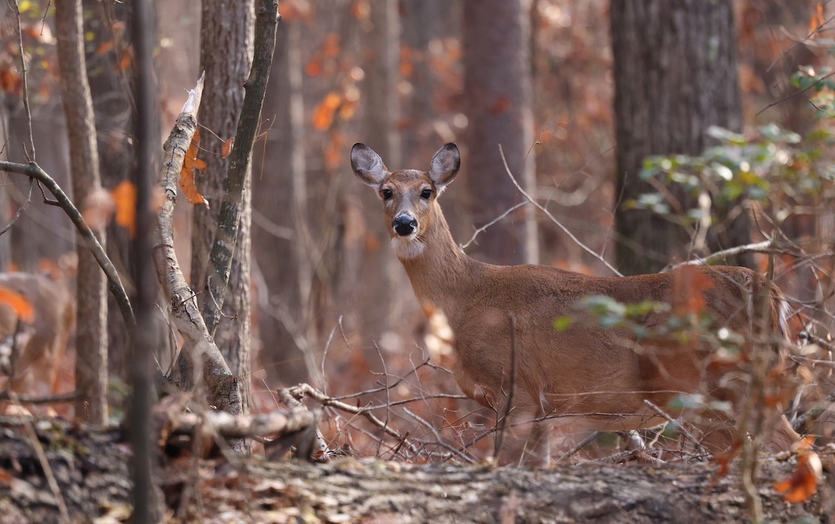 Animals - ML646361774