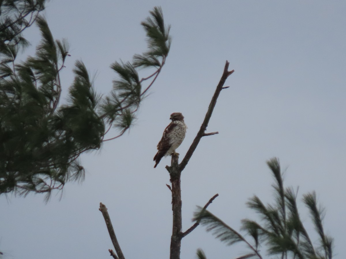 káně páskovaná - ML646361775