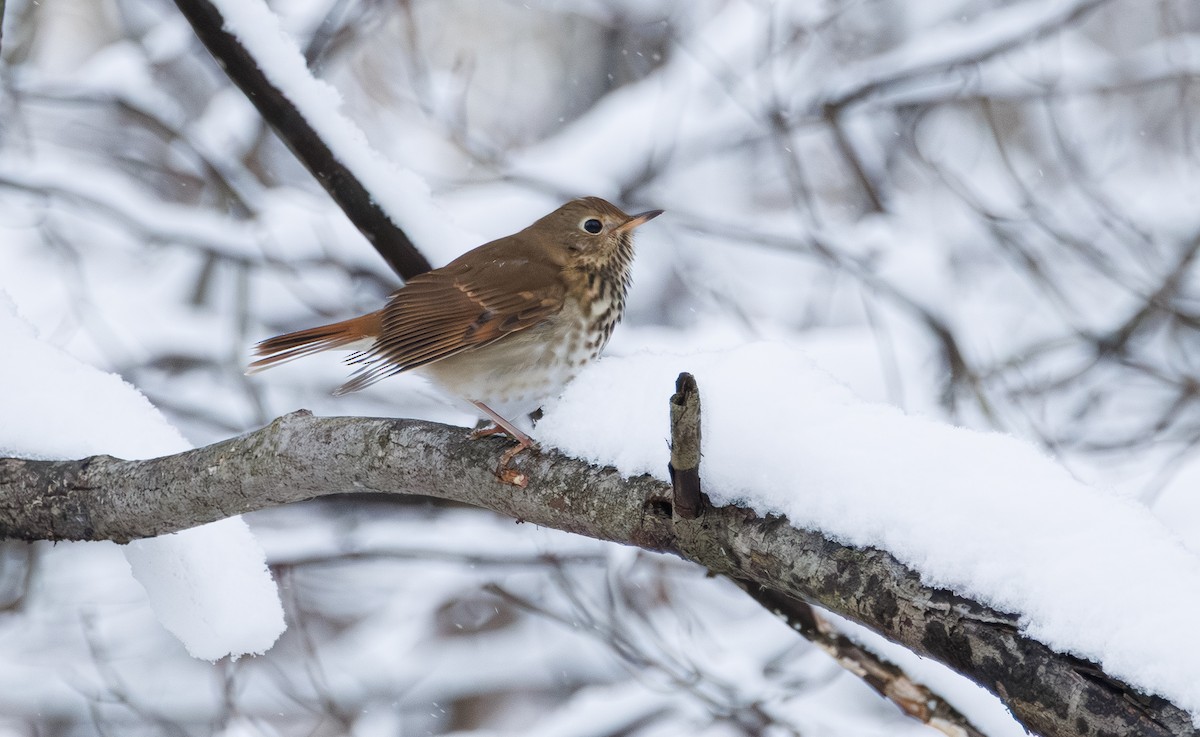 Hermit Thrush - ML646361776
