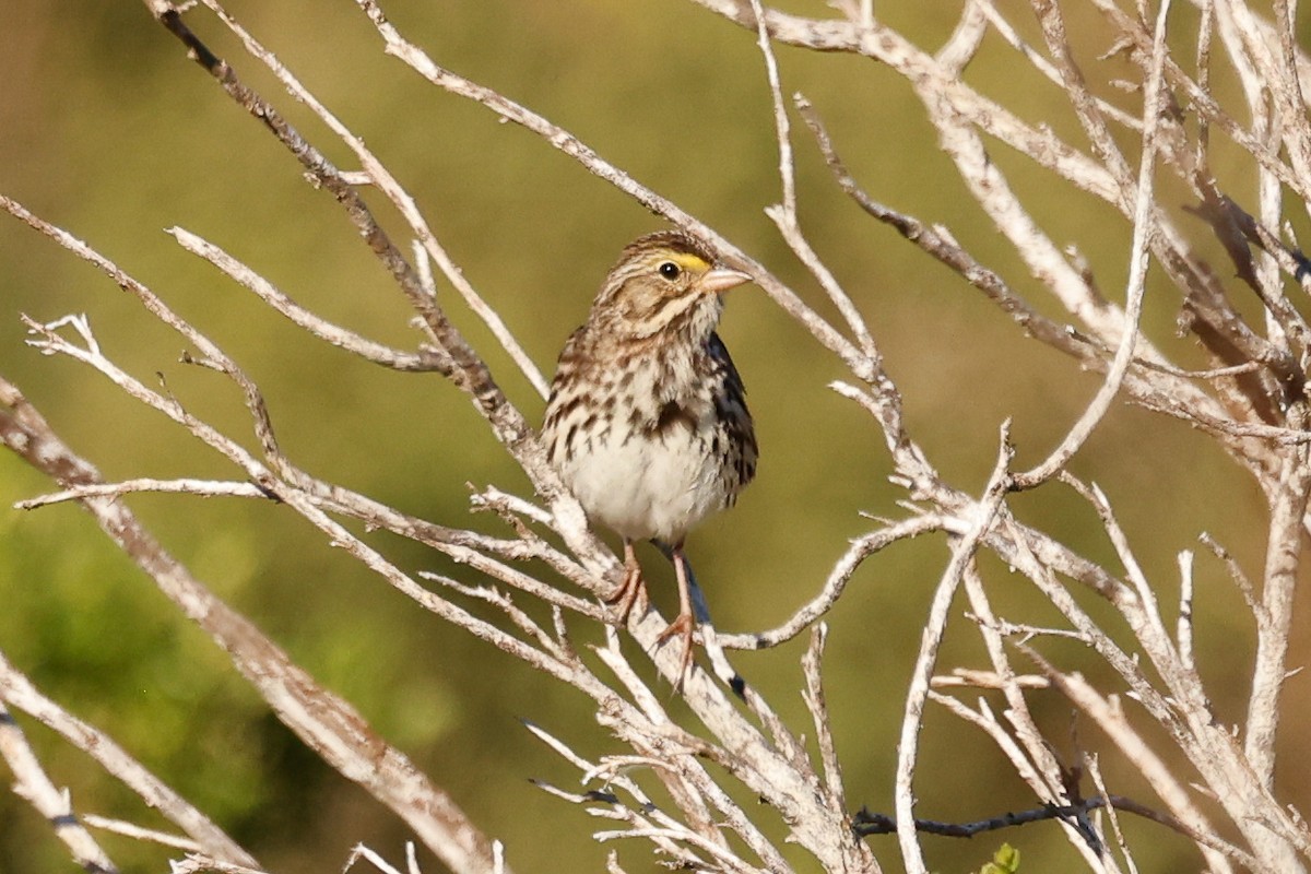 Savannah Sparrow - ML646361778