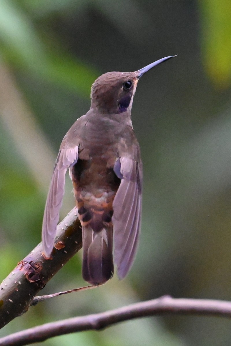 Brown Violetear - ML646361779