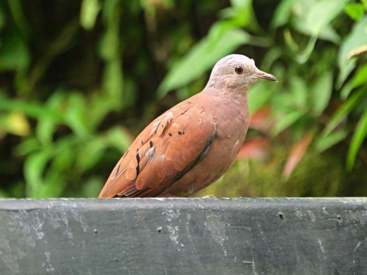 Ruddy Ground Dove - ML646361784