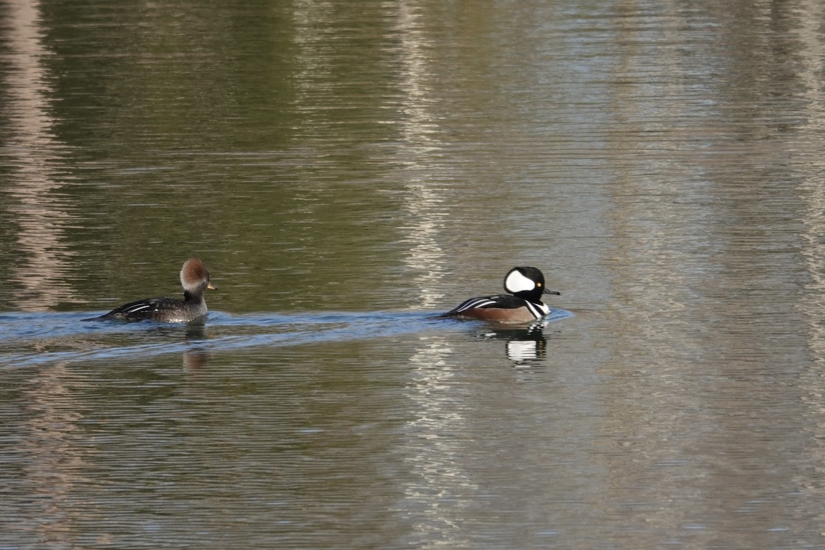 Hooded Merganser - ML646361788
