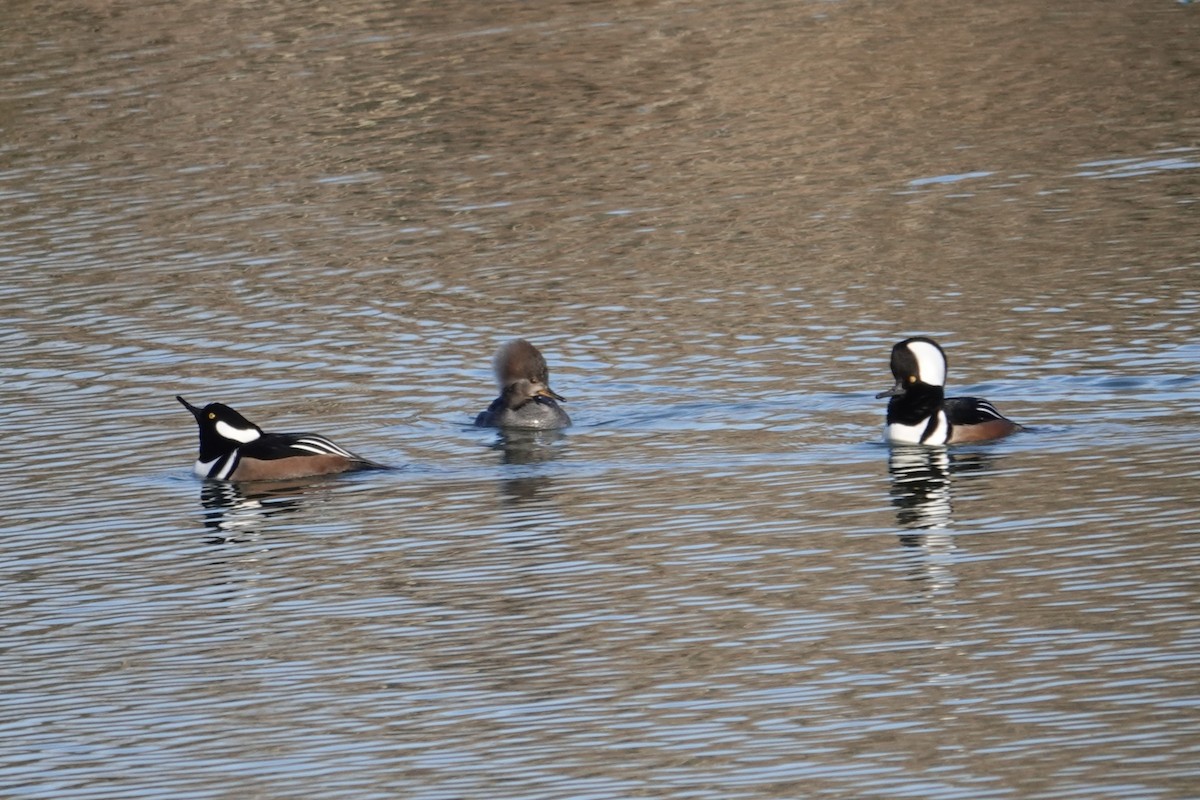 Hooded Merganser - ML646361789