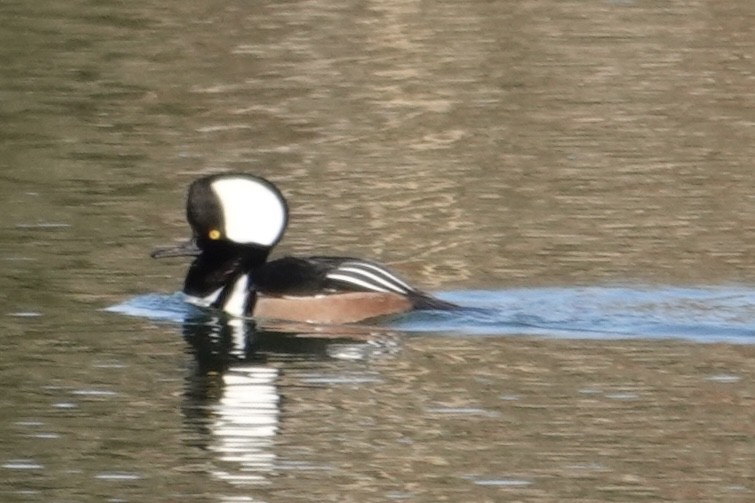 Hooded Merganser - ML646361790