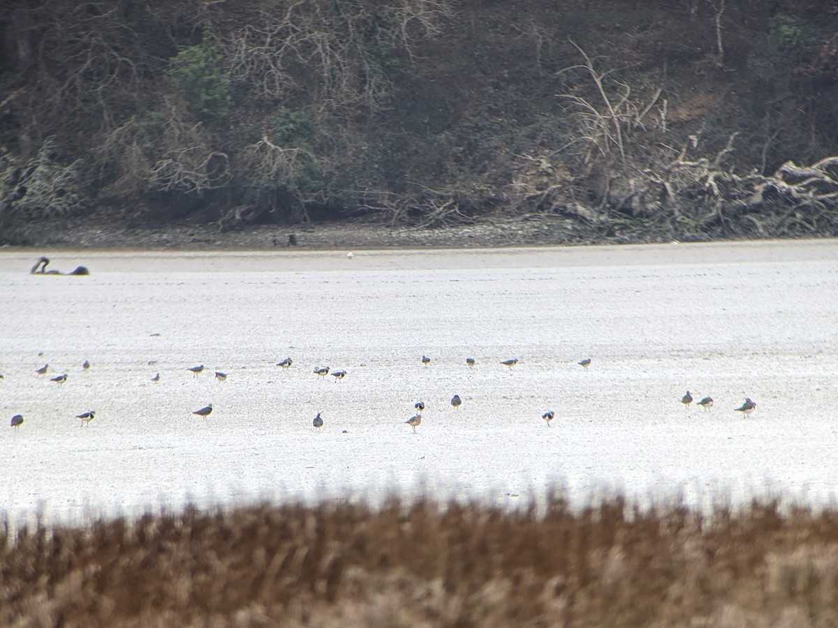 Sociable Lapwing - ML646361794