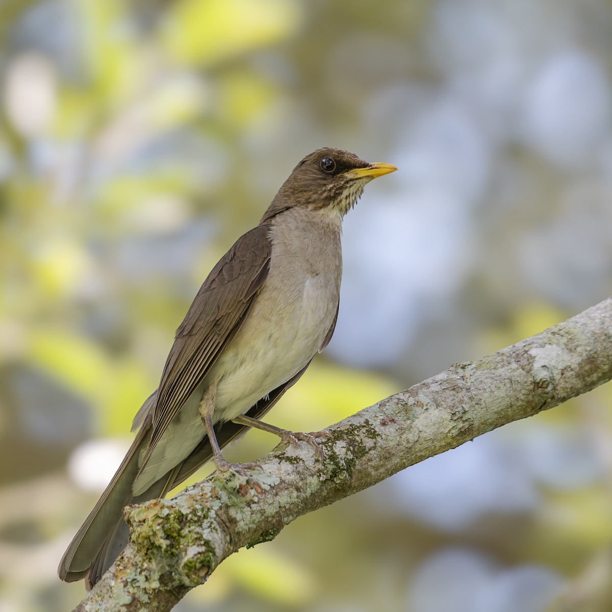 Creamy-bellied Thrush - ML646361795