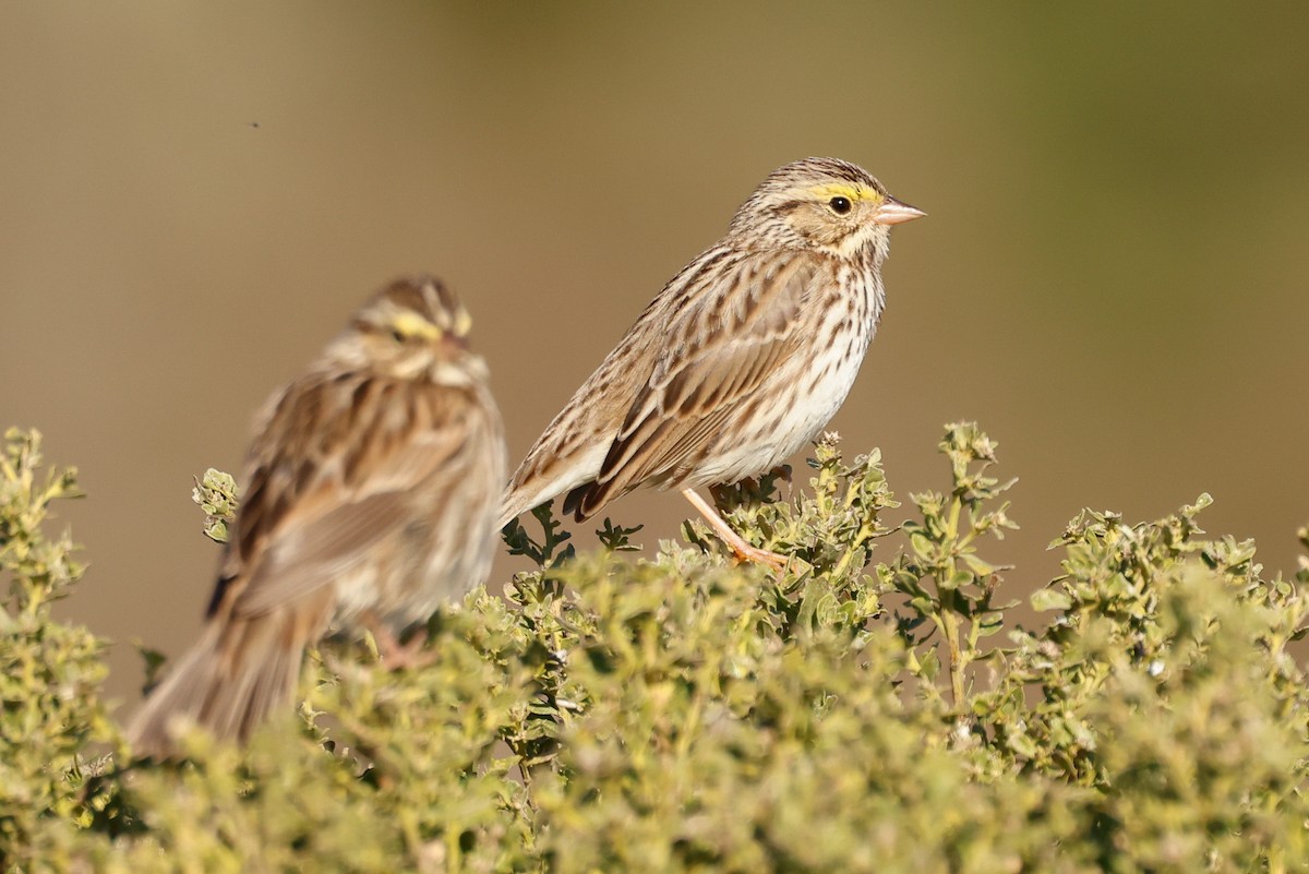 Savannah Sparrow - ML646361796