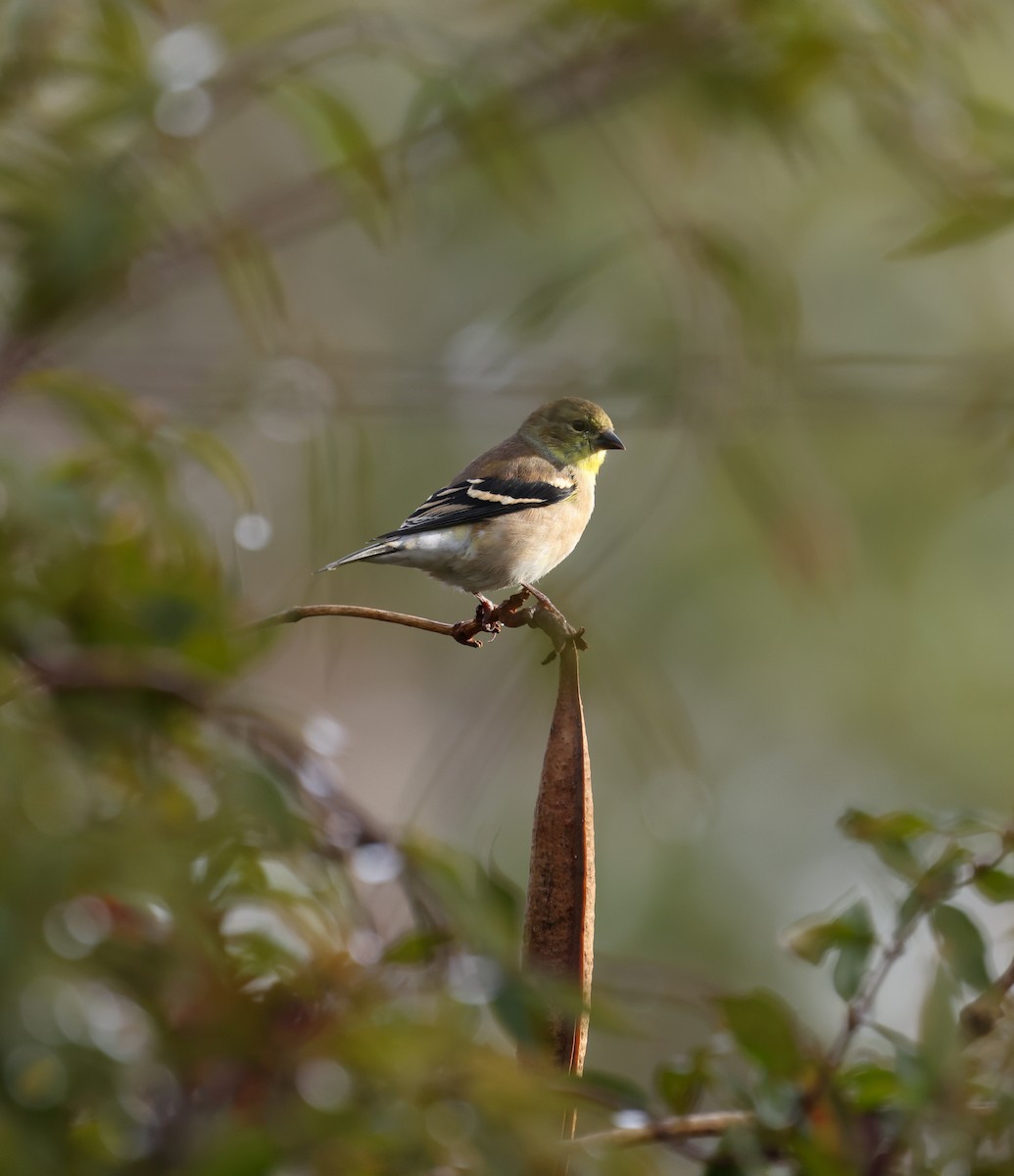 American Goldfinch - ML646361797