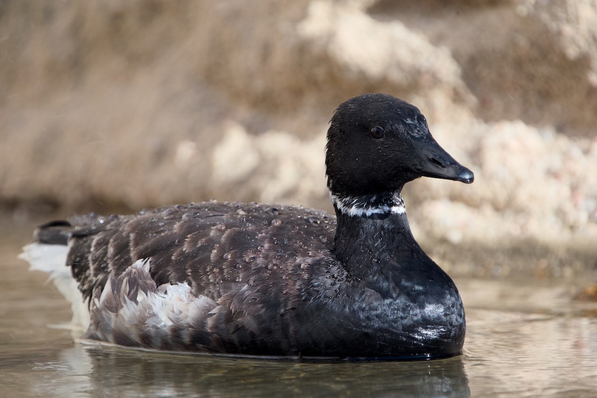 berneška tmavá - ML646361801
