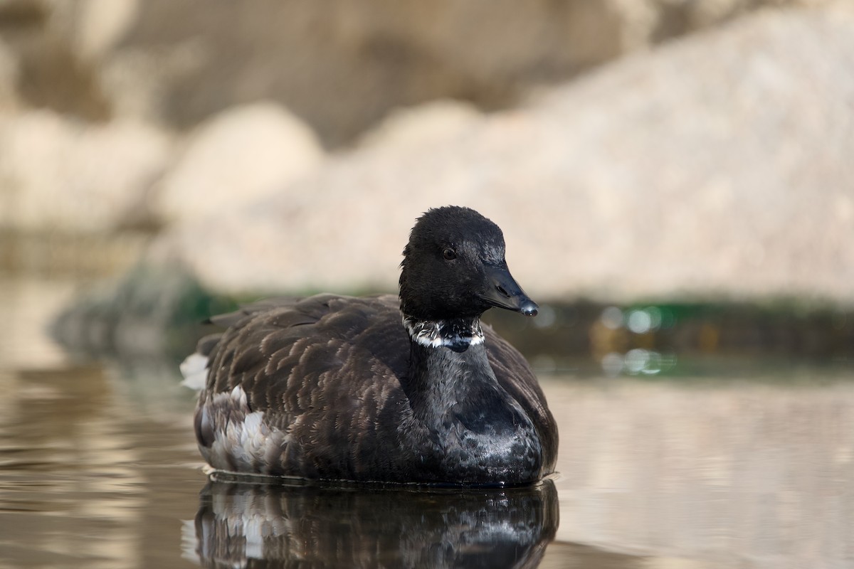 berneška tmavá - ML646361806