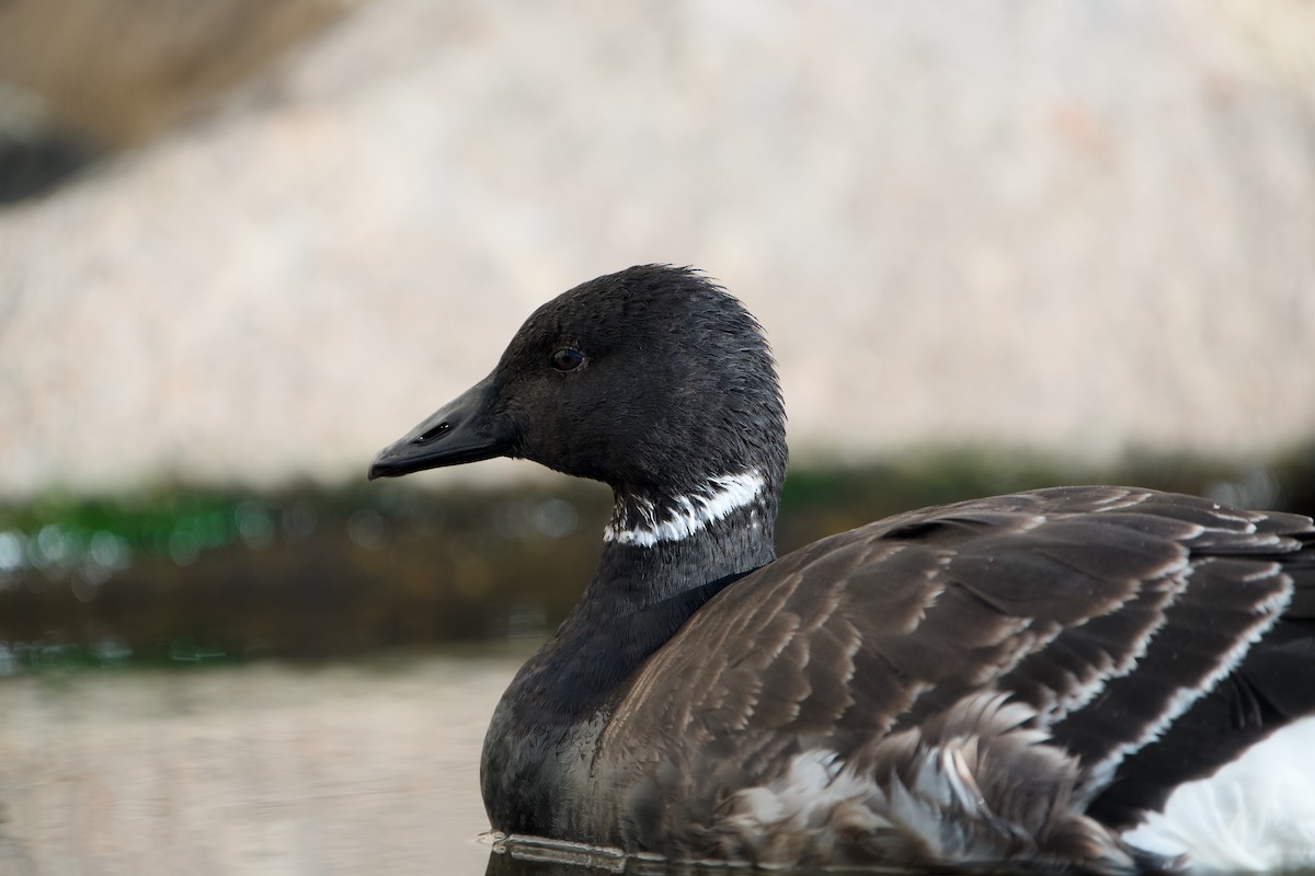 berneška tmavá - ML646361807