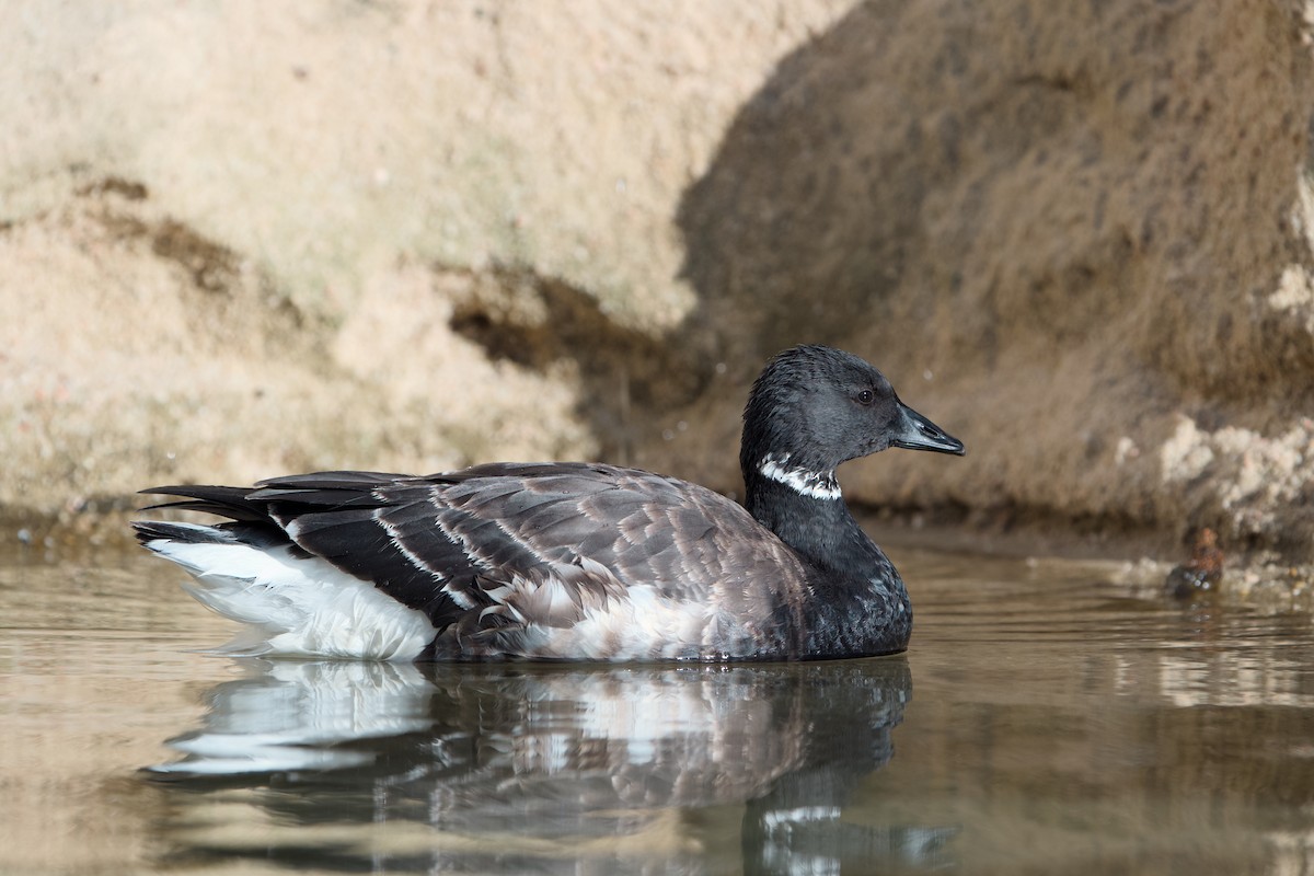 berneška tmavá - ML646361808