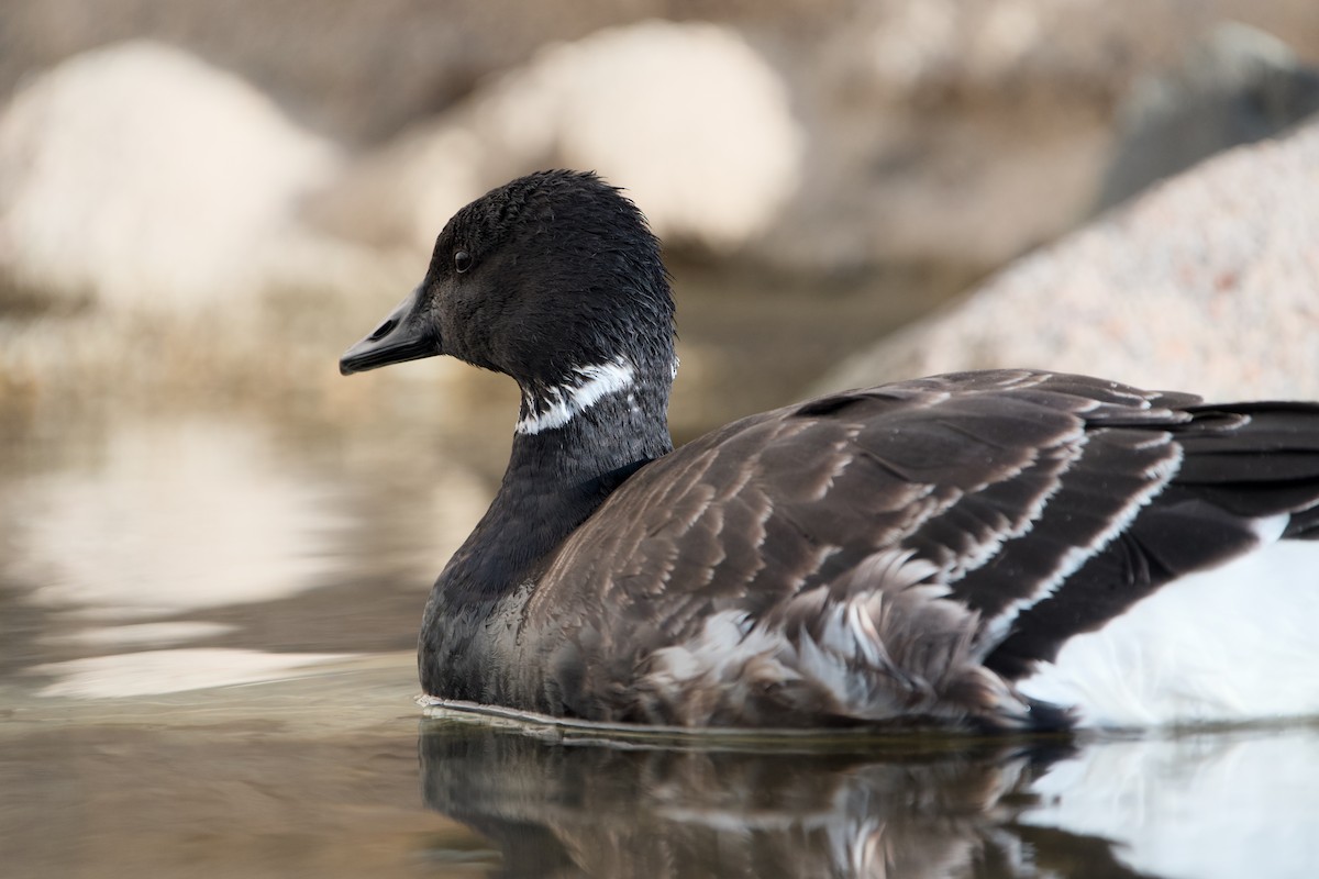 berneška tmavá - ML646361809