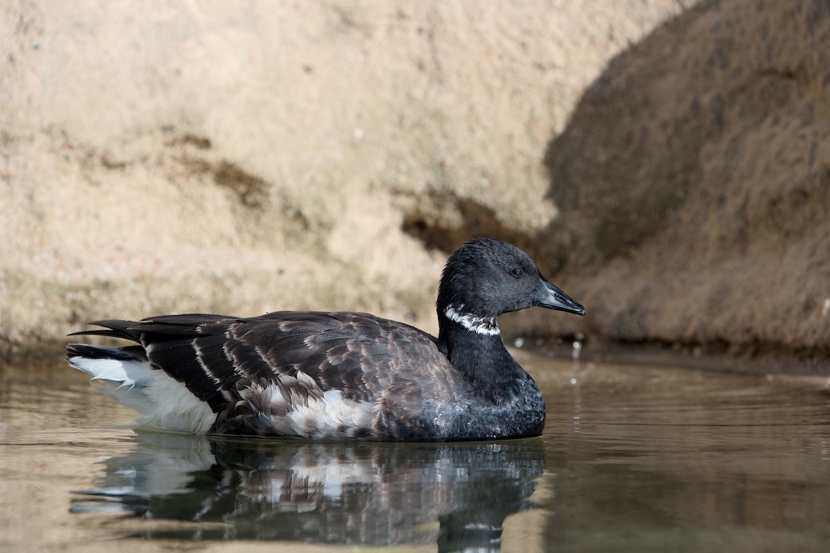 berneška tmavá - ML646361810