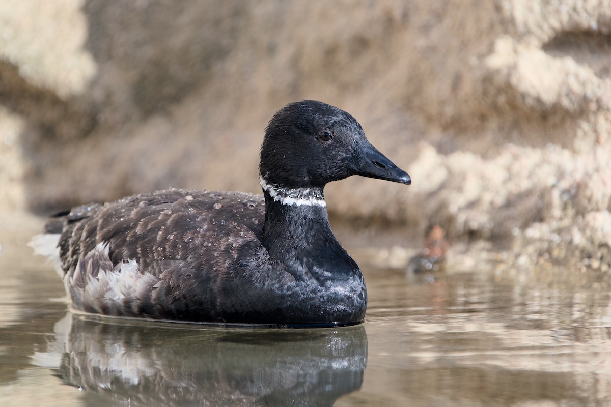 berneška tmavá - ML646361811