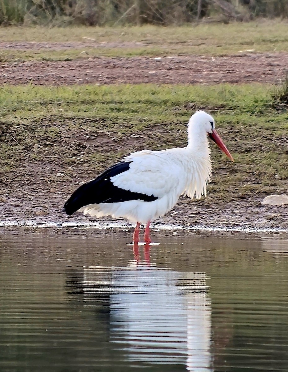 White Stork - ML646361815