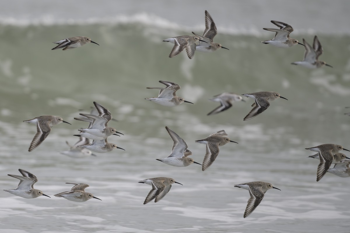 Dunlin - ML646361816