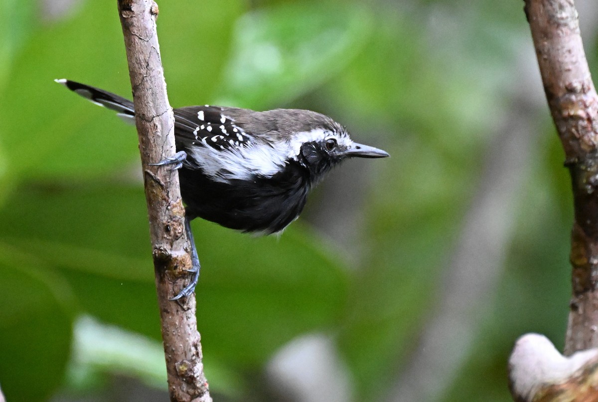 Southern White-fringed Antwren - ML646361820