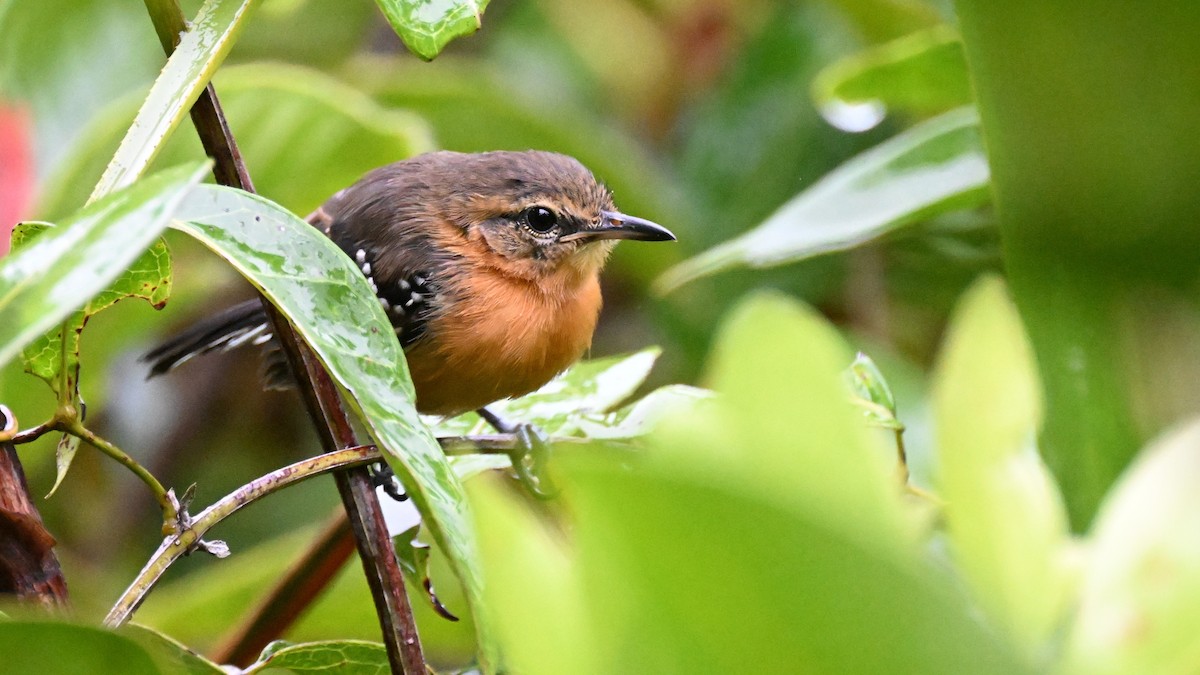 Southern White-fringed Antwren - ML646361821