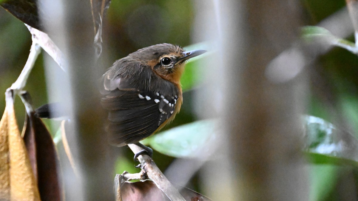 Southern White-fringed Antwren - ML646361822