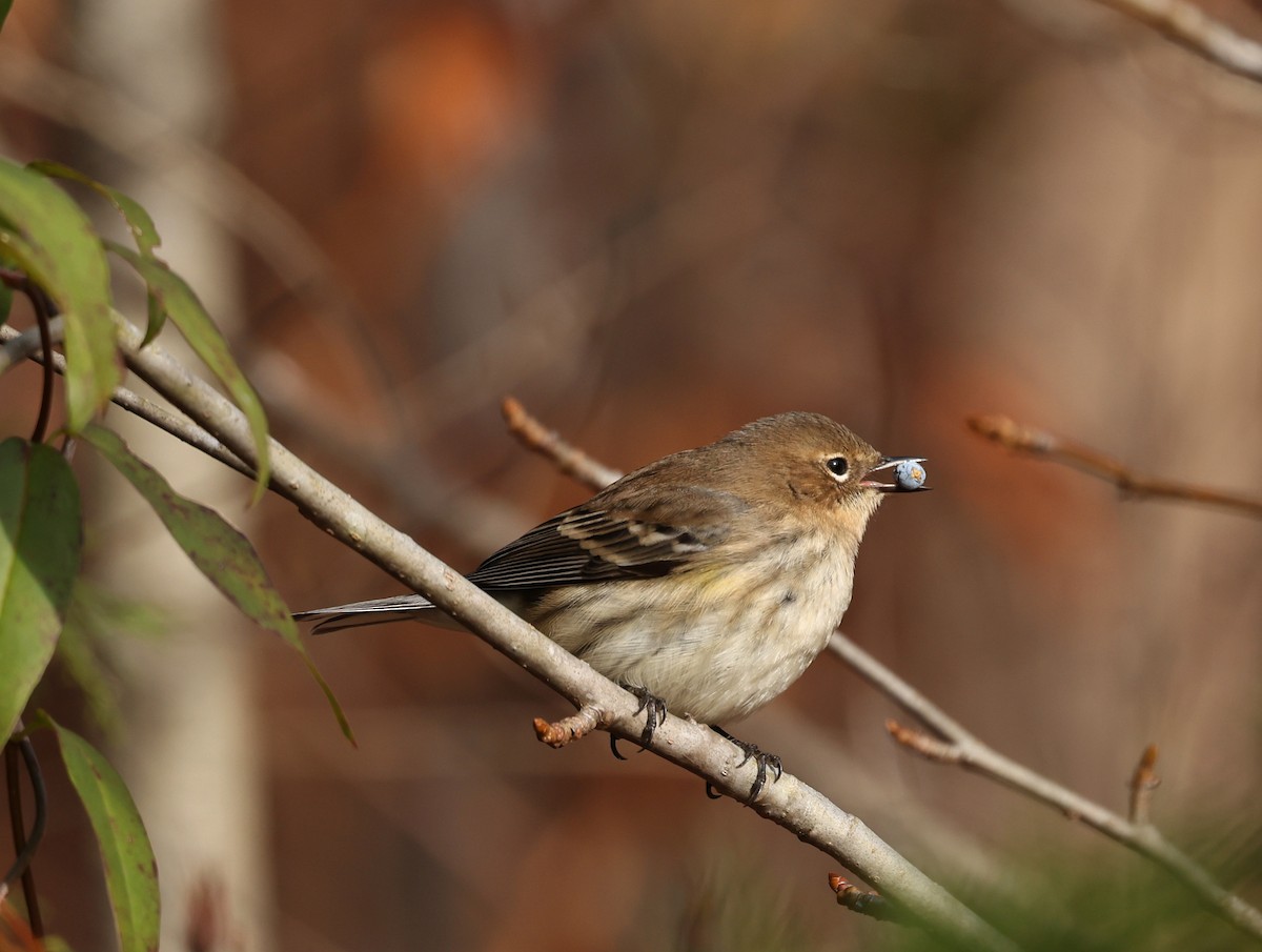 Yellow-rumped Warbler (Myrtle) - ML646361825