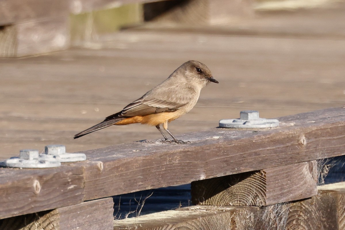 Say's Phoebe - ML646361826