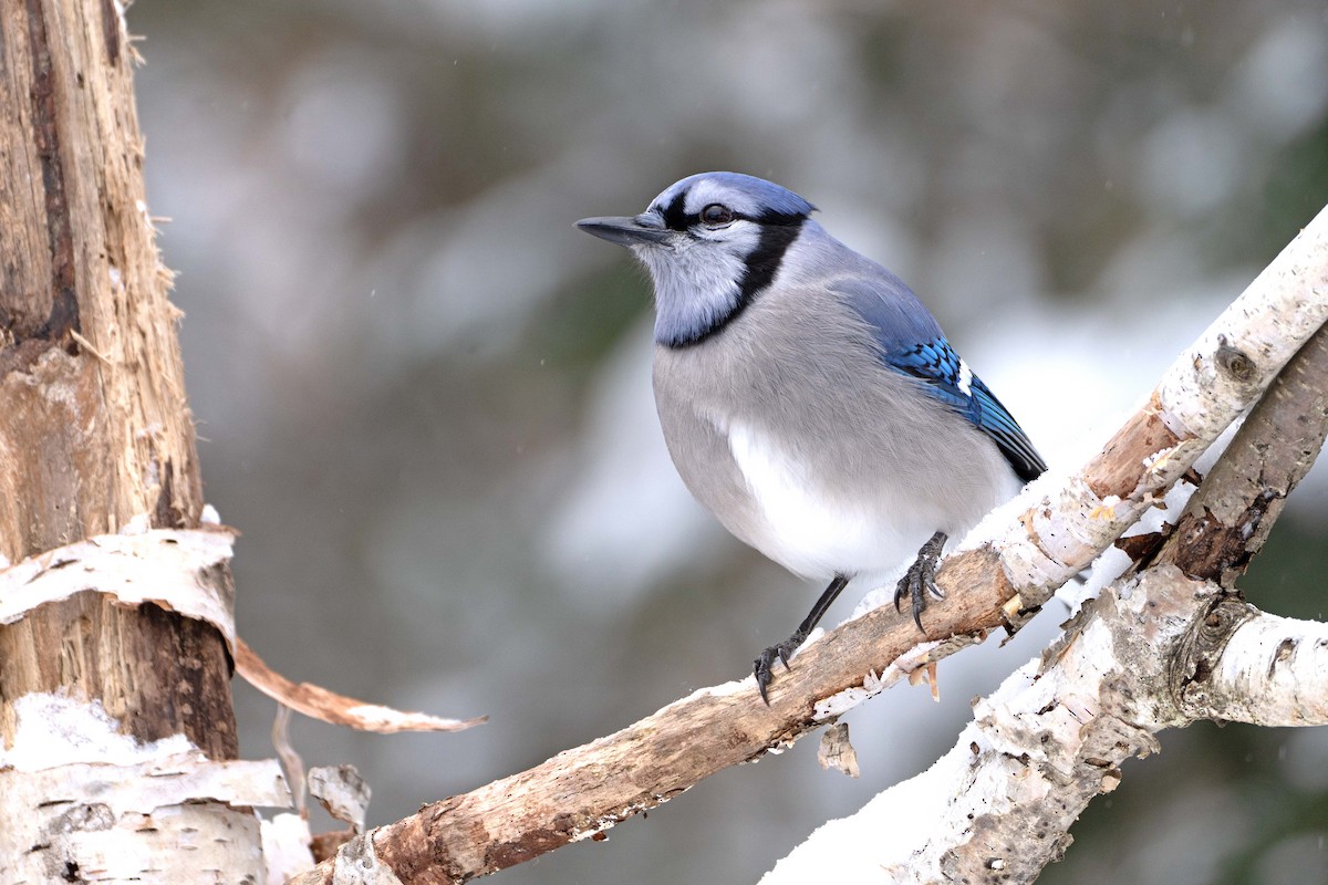 Geai bleu - ML646361828