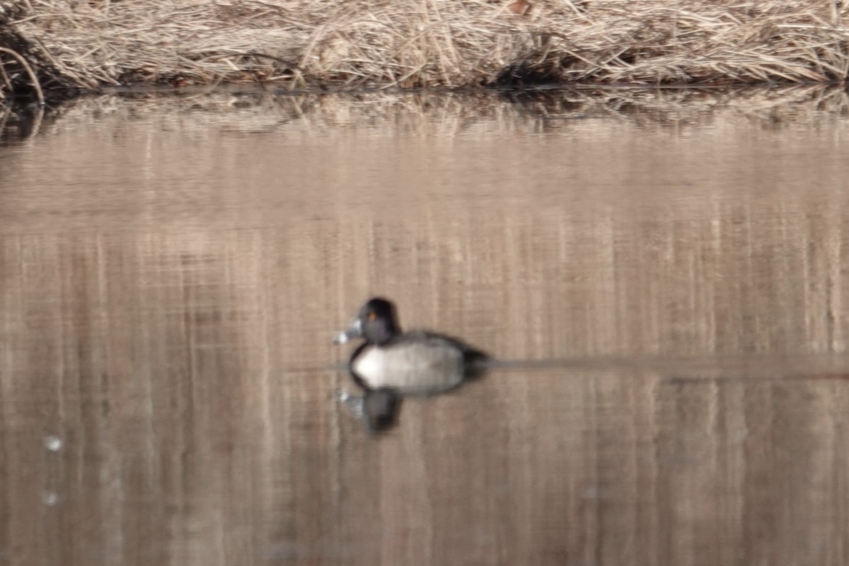 Ring-necked Duck - ML646361832