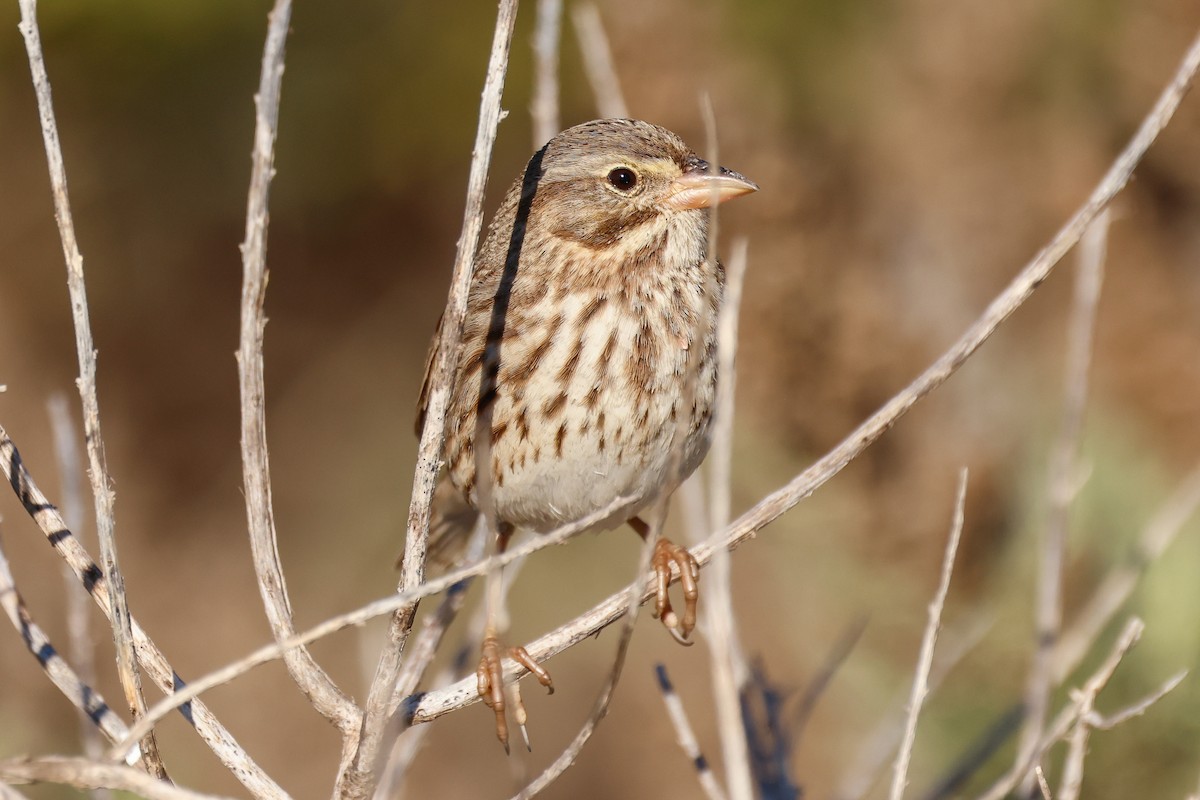 Savannah Sparrow (Large-billed) - ML646361835