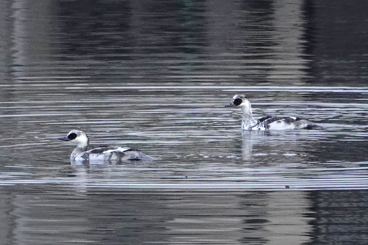 白秋沙 - ML646361839